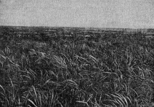 . 8.      - Stipa ucrainica P. Smirnov   - S. Lessingiana Trin. et Rupr.      (  . . ) 