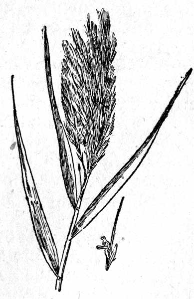 . 4. Phragmite communis - 