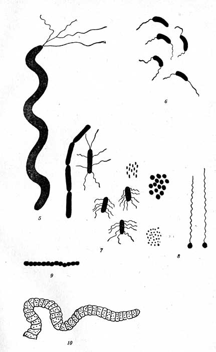 .5-10: 5-Spirillum, 6-Vibrio, 7-Streptococcus, 8-Micrococcus, (  ), 9- acterium (  ), 10-Beggiatoa ().