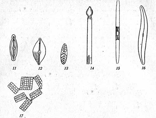 . 11-17: 11-Navlcula affinis, 12-Navicula placentula,  13-Aehnanthes hantzschiana, 14-Synedra capitata, 15-Synedra ulna, 16-Gyrosigma aeuminatum, 17 - Diatoma vulgare. 