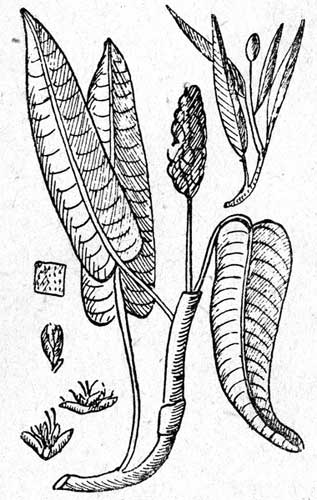 .54. Polygonum amphibium