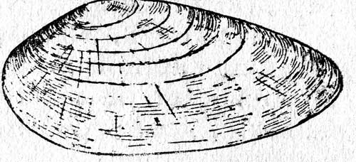 . 16.  (Unio tumidus) (.  3 )
