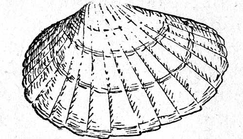  . 18. Monodacna (. .)