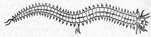 . 20. Nereis (. .) 