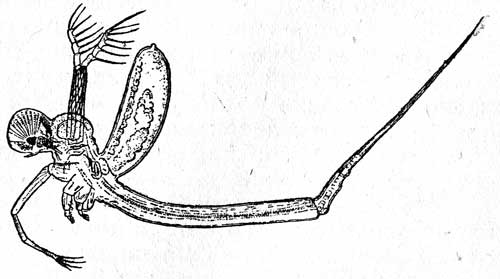 . 21. Cercopagis (.  5 ) 