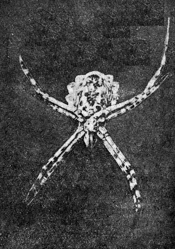 . 1. rgiope obata Pal ,    