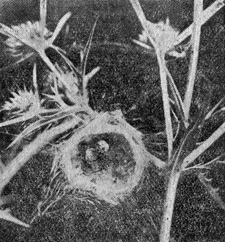 . 2. Theridion impressum L. Koch.    ,    