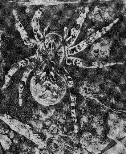 . 4. Lycosa singoriensis Laxm. 