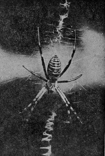 .5. ArgiopeBruennichi Scop.  