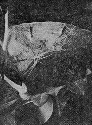 Pc. 6. Pisaura mirahilis CI.        