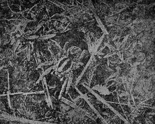 . 8. Lycosa narbonensis Latr. ,   