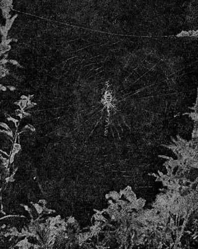 . 11. Argiope bmenichiScop.   