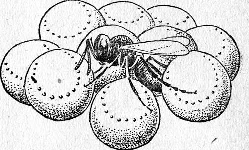 . 1.  (Microphanurus ),      1.