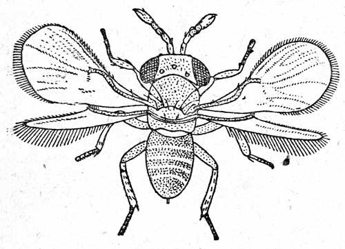 . 2.  (Trichogramma evanescens Westw, 0,36-0,9). (  ).