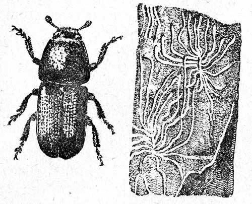 . 3.      (Scolytus rugulosus Ratz., 2-2,6) ( -). 