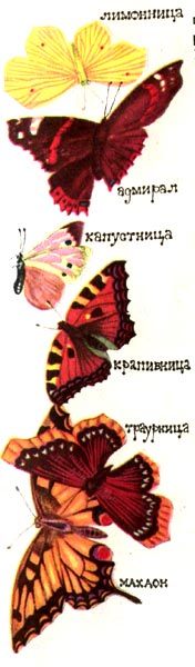Лиминница, адмирал, капустница, крапивница, траурница, махаон