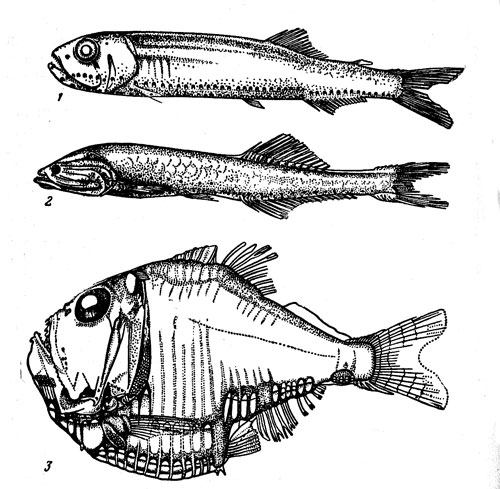 . 18.  (I),  (3)    (3)