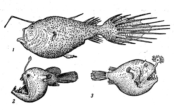 . 23.  :       (l),  (2),  (3)