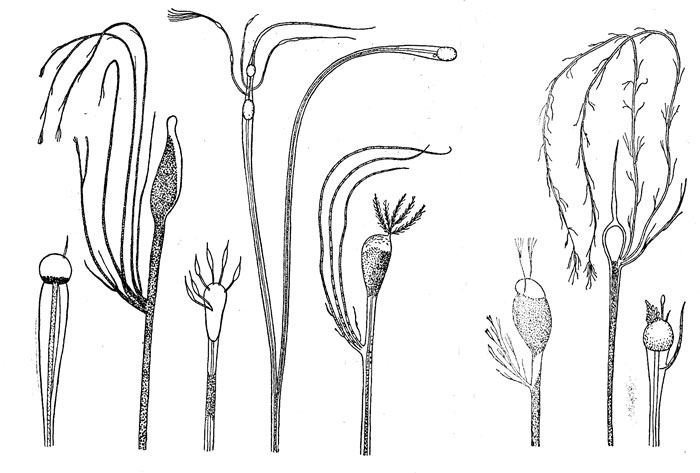 . 28.                    ( Eustomias)