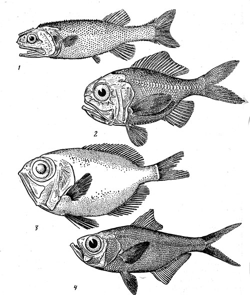 . 39.      :  (1),      (2),  (3),   (4).