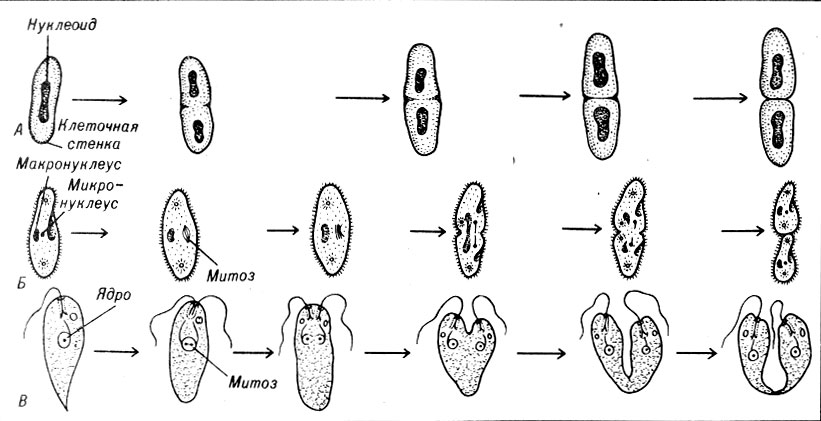 . 1-1.    . A.    . .    :   ,   -      B.    Euglna