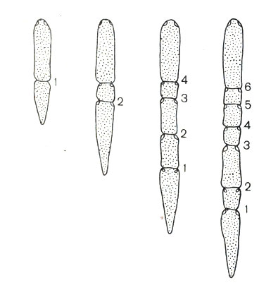 . 1-2.    Stenostomum.    