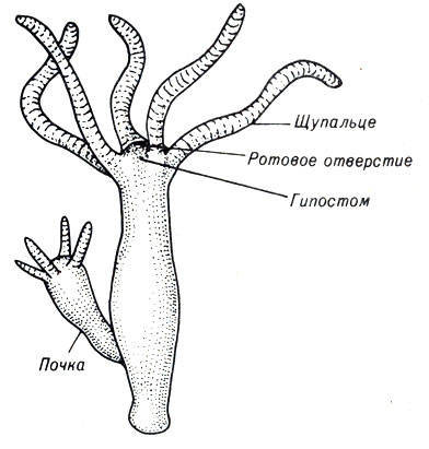  . 1-4.   Hydra