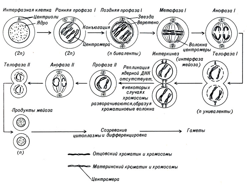 . 2-3.    . ,   ( S ),       ,   .          ,      (2 n)    .        