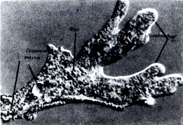 . 7-3.  Amoeba proteus     