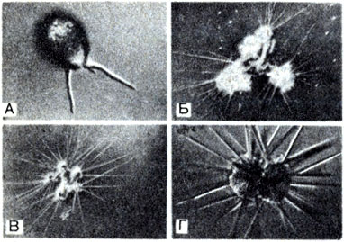 . 7-4.   . A. Difflugia -  . . Allogromia - ,    . 5. Radio phrys -  . . Acanthometron - .    - ;    - . (,    -  ; B -  . W. Wattets.)
