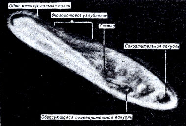 . 7-7. Paramecium multimicronucleatum,    ,      . ( . Machemer.)
