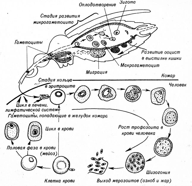 . 7-8.     Plasmodium.               .     ,           .          ,         ,   .     24- .         .        .          .         ,        