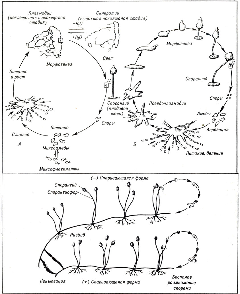 . 8-2.   Physarum (A) -   ( Myxomycota)  Dictyostelium () -   ( Acrasiomycota). . 8-3.      -Rhizopus stolonifer ( Zygomycota)