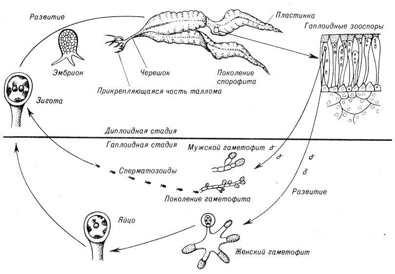 . 8-7.   Laminaria