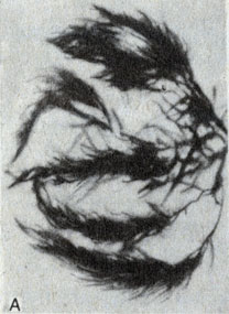 . 8-8.    ( Phaeophyta): A. Sargassum ( )
