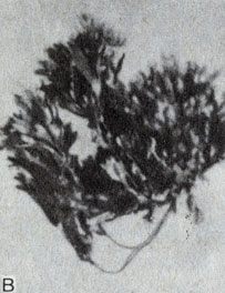 . 8-8.    ( Phaeophyta): . Fucus. ( .)