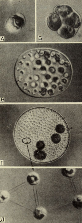. 8-10. Gonium () -       ,       Gonium. . Pandorina. . Eudorina. . Volvox. .     Volvox. ( .)