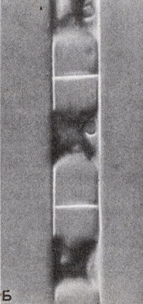 . 8-12.    : . Ulothrix ( N. S. Allen.)