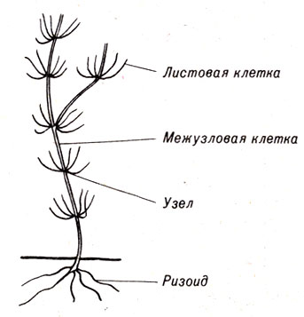 . 8-13.     Nitella