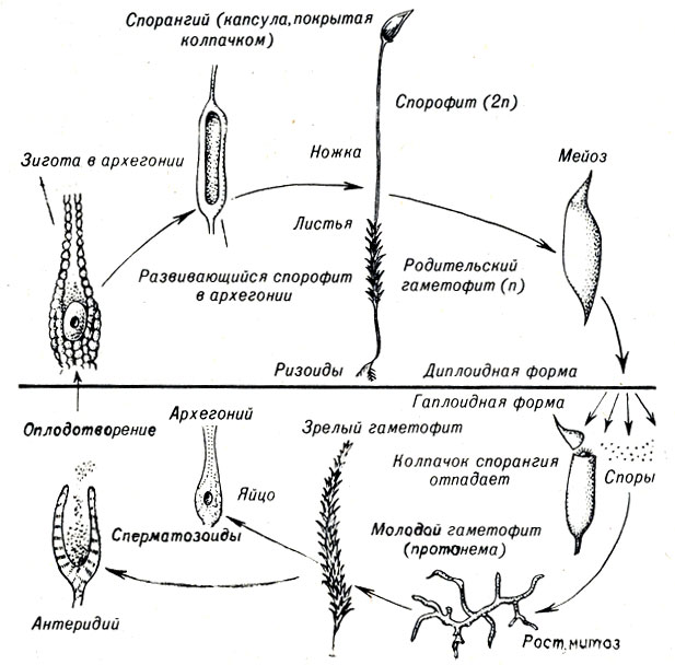 . 9-1.    Polytrichum ( Bryophyta)