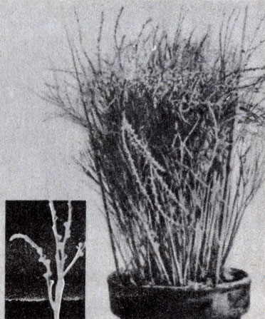 . 9-3.    (Psilotum nudum). ( R. Speck.)