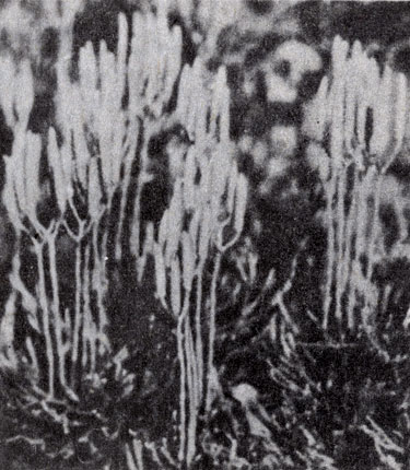 . 9-4.  , Lycopodium,    . ( M.Stewart.)