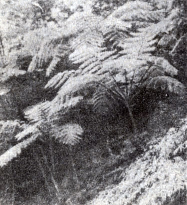 . 9-6.   (Cyathea)    (Glycenia)    -. ( . Stewart.)