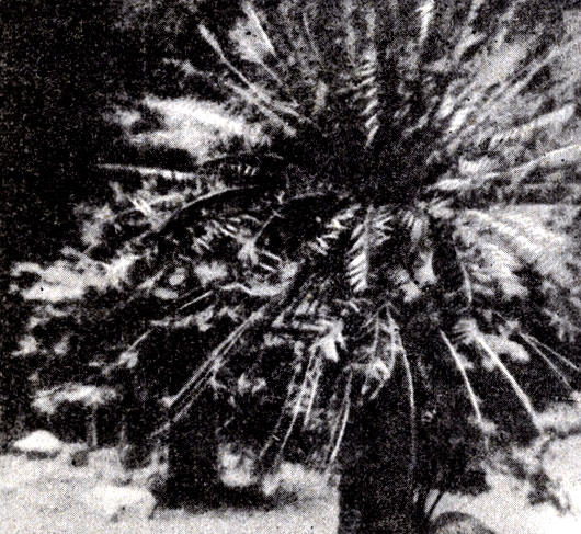 . 9-9. Cycas - ,    . , . ( . Stewart.)