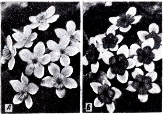 . 9-10.   (Caltha palustris): .   . .   . ,  ,     '' . ( . Eisner.)
