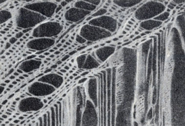. 9-14.         (Nothofaqus fusca),      .         . ( R. R. Exley, . G. Butterfield  . A. Meylan  juornal of Microscopy.)