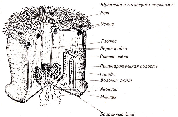 . 11-9.  Metridium,  ,         