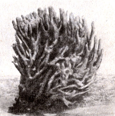 . 11-10.  . Microciona prolifera