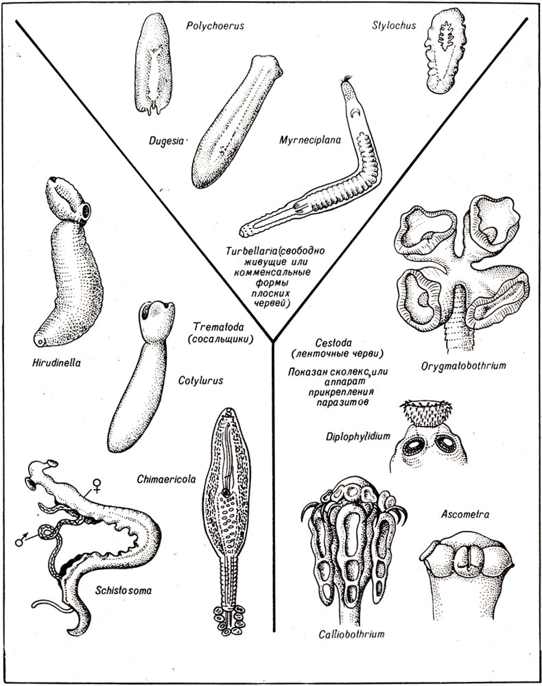 . 11-12.       ( Platyhelminthes)