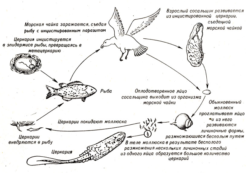 . 11-13.      (Cryptocotyie lingua)